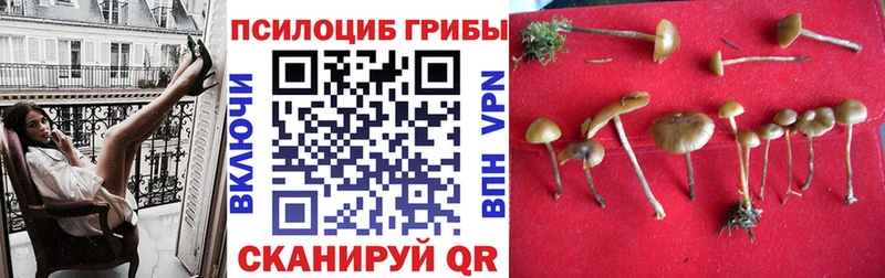 блэк спрут ссылки  Коммунар  Галлюциногенные грибы Cubensis  даркнет сайт 